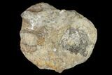 Fossil Unidentified Dinosaur Vertebra - Aguja Formation, Texas #116723-3